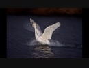 ほぼ夜の白鳥