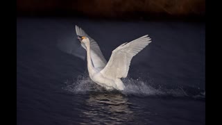 ほぼ夜の白鳥