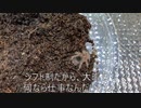 [クリスマスだお]タランチュラ飼育日記その４３[プレゼントくれ]