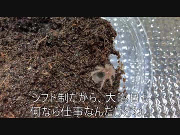 [クリスマスだお]タランチュラ飼育日記その４３[プレゼントくれ]