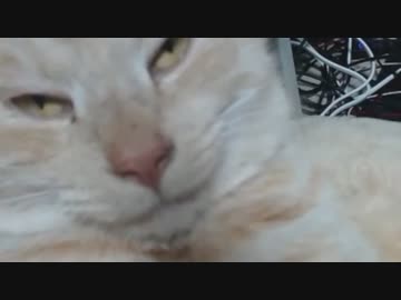 おったん ダム(猫)から冷たい視線を受ける