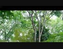 さよならサンタ！カウントダウン/らじおZATSUDANic　NATIVE