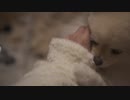 袖で遊びたいポメラニアンモモ