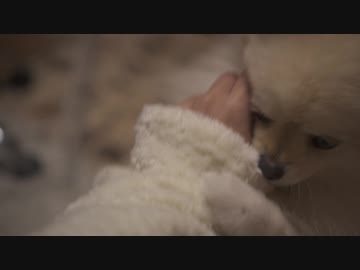 袖で遊びたいポメラニアンモモ