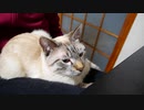 【癒し】飼い主の膝の上で映画を観る猫がかわいすぎる