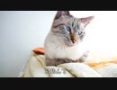 【後悔】甘えん坊猫に意地悪したら拗ねられちゃいました…