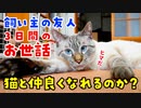 【検証】飼い主不在の3日間で暴れ猫と仲良くなれるのか？