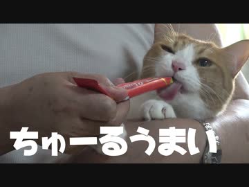 ちゅーるで抱っこの特訓するお猫様