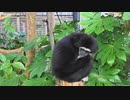 寒くて●くなるシロテナガザル