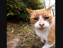 ようこそ感動猫体験チャンネルへ。この動画はチャンネル紹介的な動画です