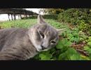 植込みに隠れていた野良猫の近くに行って優しく触った