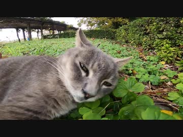 植込みに隠れていた野良猫の近くに行って優しく触った