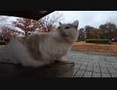 大型台風が落ち着いた後の公園で雨宿りする野良猫をねこじゃすりでナデナデしてみた