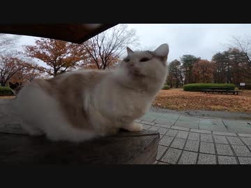 大型台風が落ち着いた後の公園で雨宿りする野良猫をねこじゃすりでナデナデしてみた