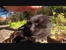 【田代島】真っ黒い猫が道の真ん中いたのでナデナデしたらゴロゴロ大音量でびびったｗ