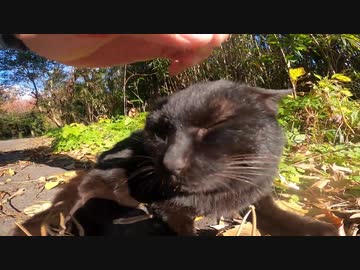 【田代島】真っ黒い猫が道の真ん中いたのでナデナデしたらゴロゴロ大音量でびびったｗ