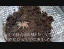 [レオパではない]タランチュラ飼育日記その４４[ほんとのレオパレス]