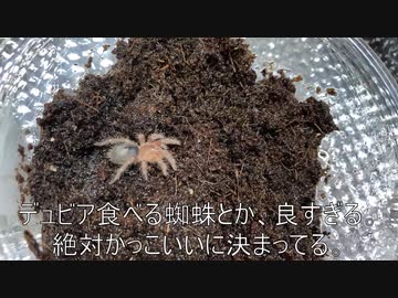 [レオパではない]タランチュラ飼育日記その４４[ほんとのレオパレス]
