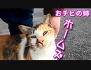 野良猫の保護を決断しました
