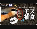 1226【小さな猛禽モズがミミズを捕食】梅の花にスズメ、オナガ水飲み、カワウ婚姻色、タヒバリ、猫の死骸？ピラカンサほぼ食べられる【 #今日撮り野鳥動画まとめ 】 #身近な生き物語