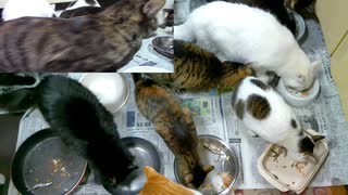今年最後のおやつ【蒼民家の猫々】