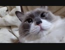 おもちこねる
