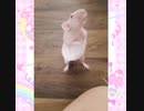 ねず おどれ!!!!