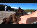 【田代島】釣り人の魚目当てで順番待ちする港の野良猫ちゃん達を激写すると・・・！？