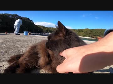 【田代島】釣り人の魚目当てで順番待ちする港の野良猫ちゃん達を激写すると・・・！？