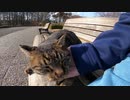 野良猫がベンチでマッタリしていたのでナデナデしたら「ゴロゴロ」と喜んでくれた！