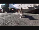 めちゃめちゃ喋ってくる神社の野良猫をナデナデ、トントンしてみたゾ