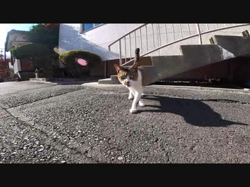 めちゃめちゃ喋ってくる神社の野良猫をナデナデ、トントンしてみたゾ