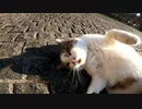 ようこそ感動猫体験チャンネルへ。