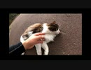 野良猫動画の詰め合わせ！2020年笑い納め企画