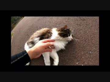 野良猫動画の詰め合わせ！2020年笑い納め企画