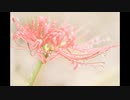 【和音マコ】紅蓮華　カバー【和音マコト】