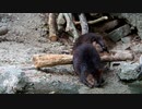 【ノーナレ動物動画】玄関先で旦那がご飯を食べていたので問答無用で門を閉める嫁ビーバー【のいち動物公園】