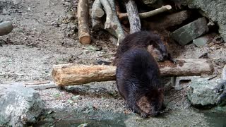 【ノーナレ動物動画】玄関先で旦那がご飯を食べていたので問答無用で門を閉める嫁ビーバー【のいち動物公園】