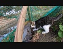【閲覧注意】野良猫が本能むき出しで狩をする瞬間