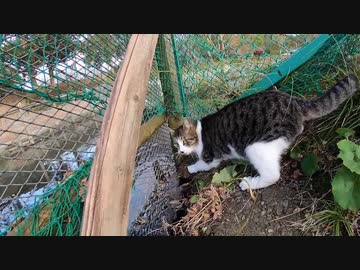 【閲覧注意】野良猫が本能むき出しで狩をする瞬間