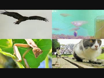 ある日の散歩中とかに出会った生き物（カマキリのアップあり閲覧注意あとタヌキ）