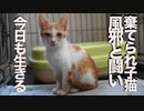 棄てられ保護子猫、猫風邪と闘いつつ真夏を生きる