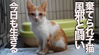 棄てられ保護子猫、猫風邪と闘いつつ真夏を生きる