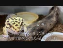 [レオパである]タランチュラ飼育日記その４５[ノン・レオパレス]