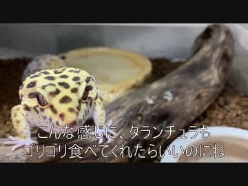 [レオパである]タランチュラ飼育日記その４５[ノン・レオパレス]
