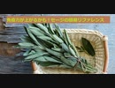 【スパイスを知ろう！】セージを知ろう！【part27】