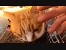 野良猫動画をGoProアプリで編集