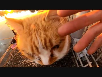 野良猫動画をGoProアプリで編集