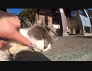 野良猫が神社で日光浴をしていたのでナデナデしておもてなし！