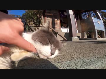 野良猫が神社で日光浴をしていたのでナデナデしておもてなし！